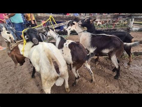 Feira De Ovinos Caprinos E Su Nos De Caruaru Pe Ter A Feira