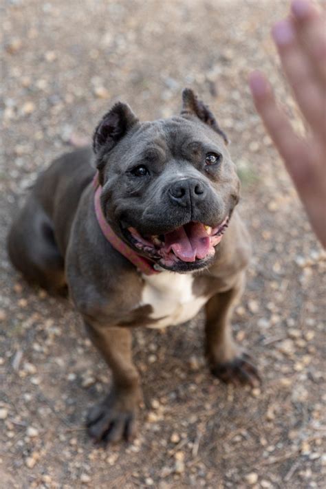 Staffordshire Bull Terrier Es Una Raza Mixta