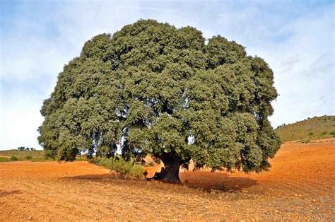 Quercus Ilex