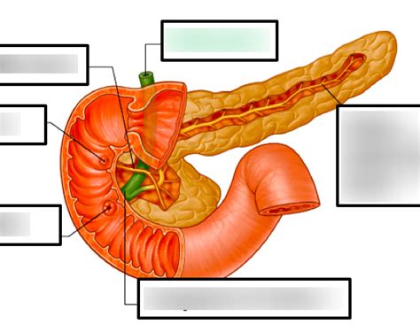 Anatomy Of The Hpb System Diagram Quizlet