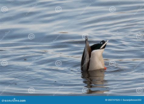 Upside Down Male Mallard Duck Stock Image Image Of Mallard Shorebird