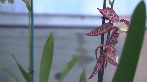 Denver Botanic Gardens orchid showcase offers respite from cold | 9news.com