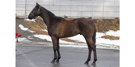 ビッグレッドファーム 牧場現地リポート｜2歳馬牧場リポート2022春｜競馬情報ならjra Van