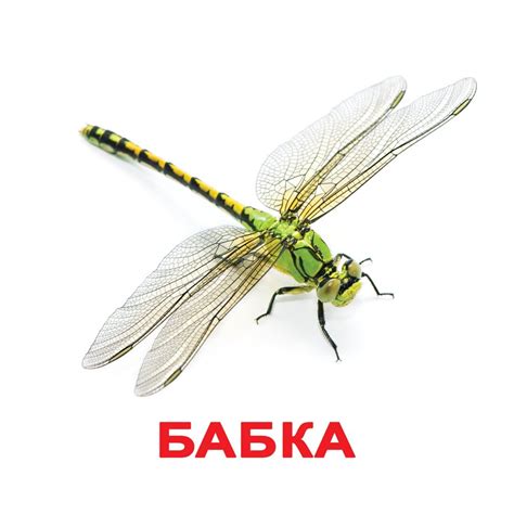 Карточки Домана Насекомые ламинированные (85516). Детские карточки для ...
