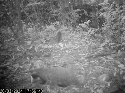 Not Cias Da Semana Infesta O De Maruim Liga O Inusitada E Gata