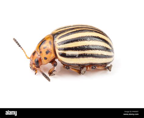 Colorado Potato Beetle Isolated On White Background Stock Photo Alamy