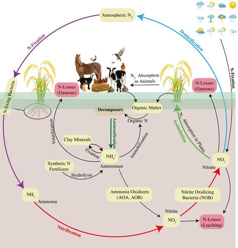 Frontiers Recent Trends In Nitrogen Cycle And Eco Efficient Nitrogen