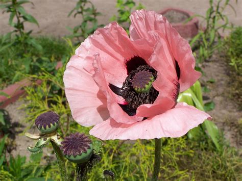 Papaver Somniferum