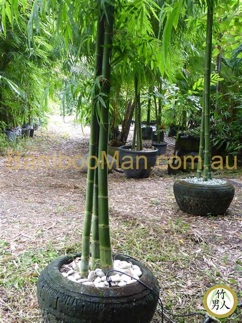 Bambusa Nana (Thai Beauty) - Bamboo Whitsunday