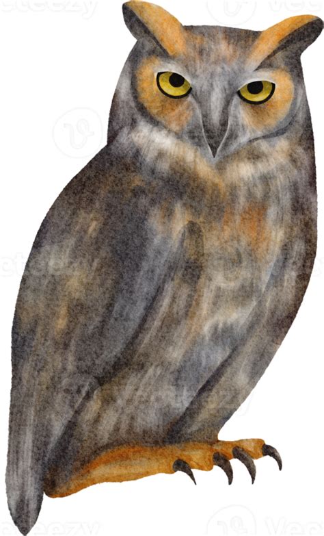 Watercolor Owl Clip Art 16533227 Png