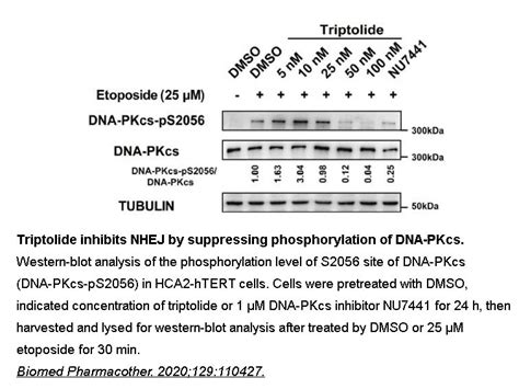 Apexbio Etoposide Topo Ii Inhibitor Cas