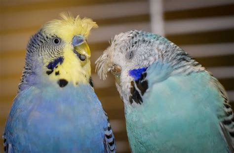 Budgie Molting Parakeet Molting Help My Budgie Is Molting