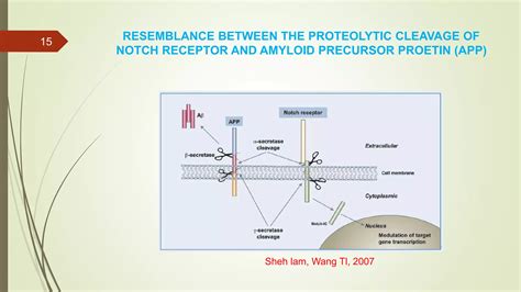 Notch Signalling Ppt