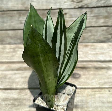 SHPR28977 Sansevieria Brazilian Moonshine Кактус онлайн