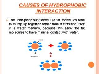 Hydrophobic interaction | PPT