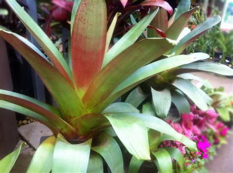 Alcantarea Imperialis ‘rubra Imperial Bromeliad Plant Photos