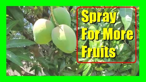 How To Apply Potassium Nitrate To Mango Trees Increase Mango Yield