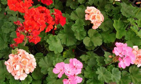 Geranium Plant Care