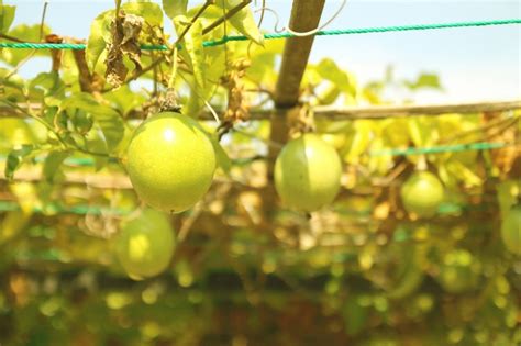 Premium Photo Close Up Of Passion Fruit Hanging In The Garden