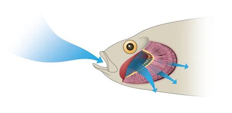 Do Fish Have Lungs Explained With Helpful Infographics