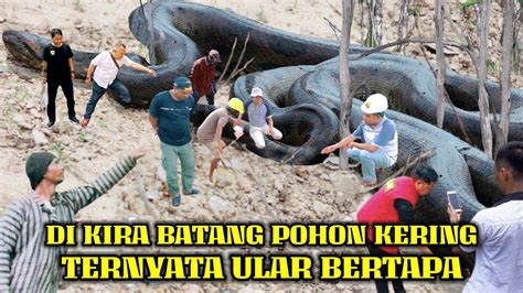 Geger Dikira Batang Pohon Kering Ternyata Ular Naga Raksasa Sedang