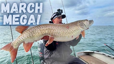 Giant Saint Lawrence River Muskies YouTube