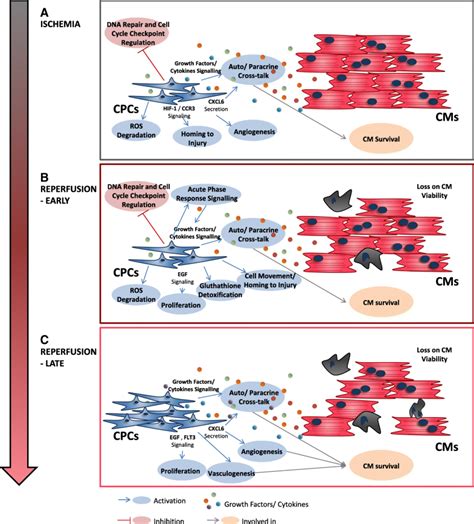 Human Cardiac Progenitor Cell Activation And Regeneration Mechanisms