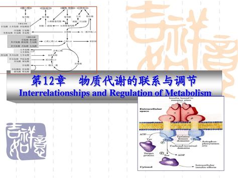 生物化学 第十二章 物质代谢的联系与调节word文档在线阅读与下载无忧文档