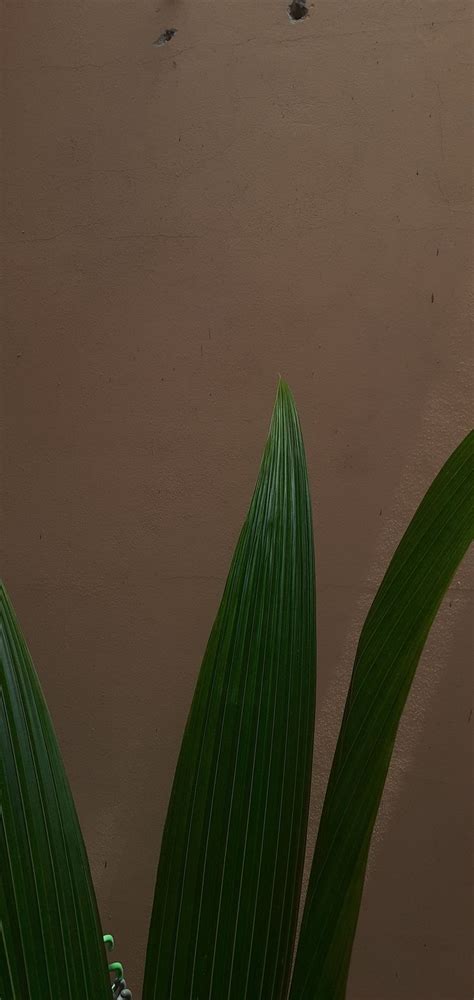 Minimalist plant 01♡