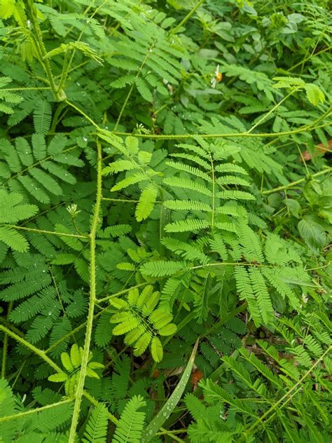 giant false sensitive plant from 台灣花蓮縣 on May 15 2023 at 11 02 AM by