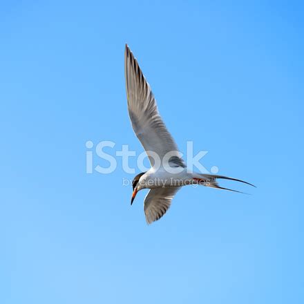 Tern In Flight Stock Photo | Royalty-Free | FreeImages