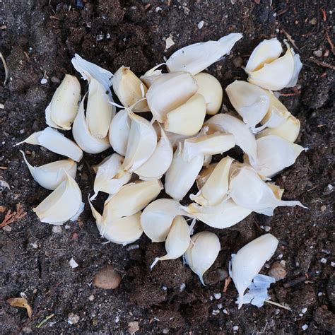 40 Cloves Of Garlic Reveal The Story Of The Israelites Wandering The