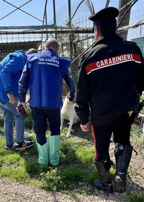 S TAMMARO Furto Di Energia Elettrica E Allenavamento Di Cani Non