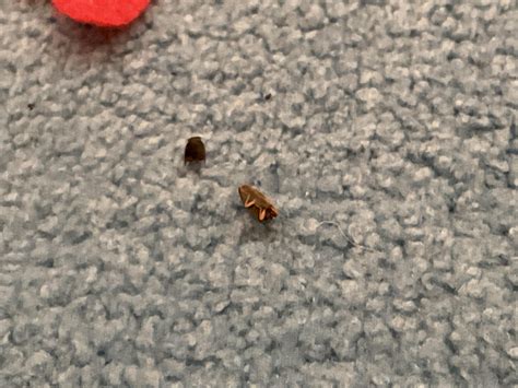 Help! Baby cockroach? : r/whatsthisbug