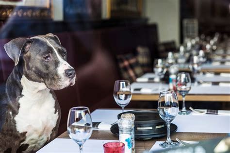 15 Etiquette Tips for Taking Your Dog to a Restaurant — Rules for Dog Owners | Trusted Since 1922