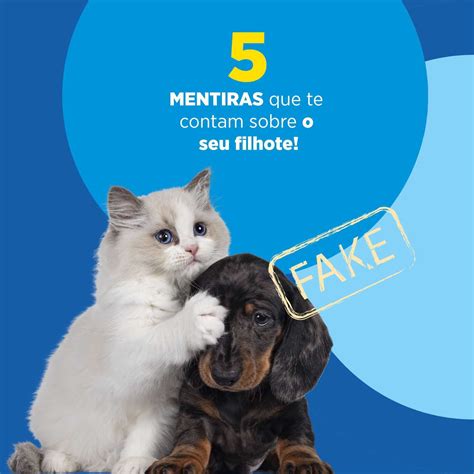 5 mentiras que te contam sobre o seu filhote Cão Cidadão