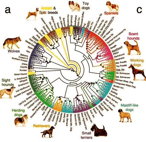 Evolución Y Formación De Las Razas Zoología Y Ciencia