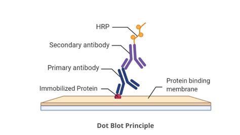 Dot Blot Protocol Principle Definition Biology Notes Online