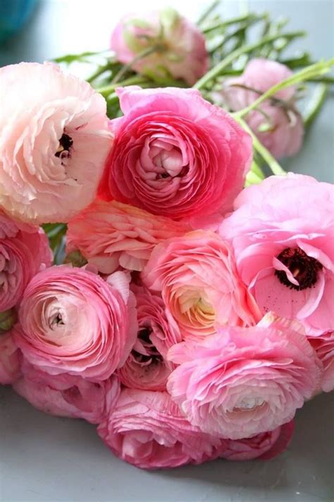 Pin By Rita Leydon On Pink Blooms Beautiful Flowers Flower