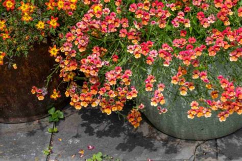 Si Chiama Nemesia Ed La Star Del Mio Balcone Una Delle Piante