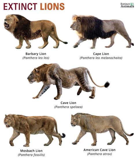 Extinct Lions – Facts, List, Pictures