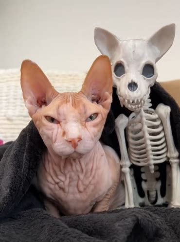 Hairless Cat Falls In Love With New Halloween Decoration, But His Sister Isn't So Sure. in 2022 ...