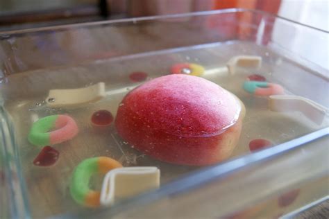 Instructions for Making a JELL-O Cell | Sciencing