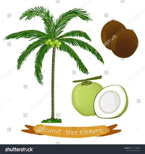 Tropical Coconut Palm Tree Coconut Fruit Stock Vector Royalty Free