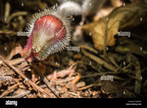 Wild ginger flower hi-res stock photography and images - Alamy