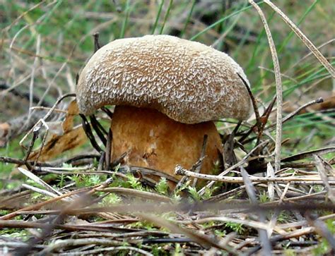 Ma Lak Pstry Suillus Variegatus Atlas Nagrzyby Pl