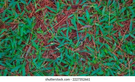 11,566 Dried Pine Leaves Wood Textured Texture Images, Stock Photos & Vectors | Shutterstock