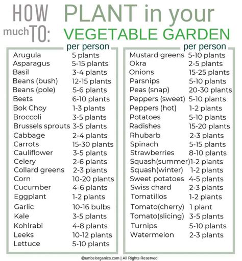 List Of Summer Garden Vegetables | Fasci Garden