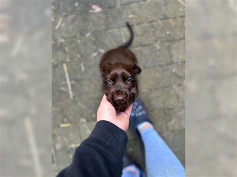 English Cocker Spaniel Kaufen Und Welpe Aus Erkner DeineTierwelt