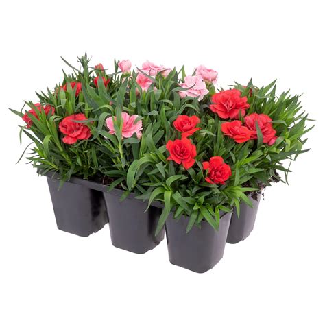 Gardenline Bl Hpflanze Er Tray Aldi S D